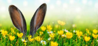 In 4 einfachen Schritten zur perfekten Rasenkante